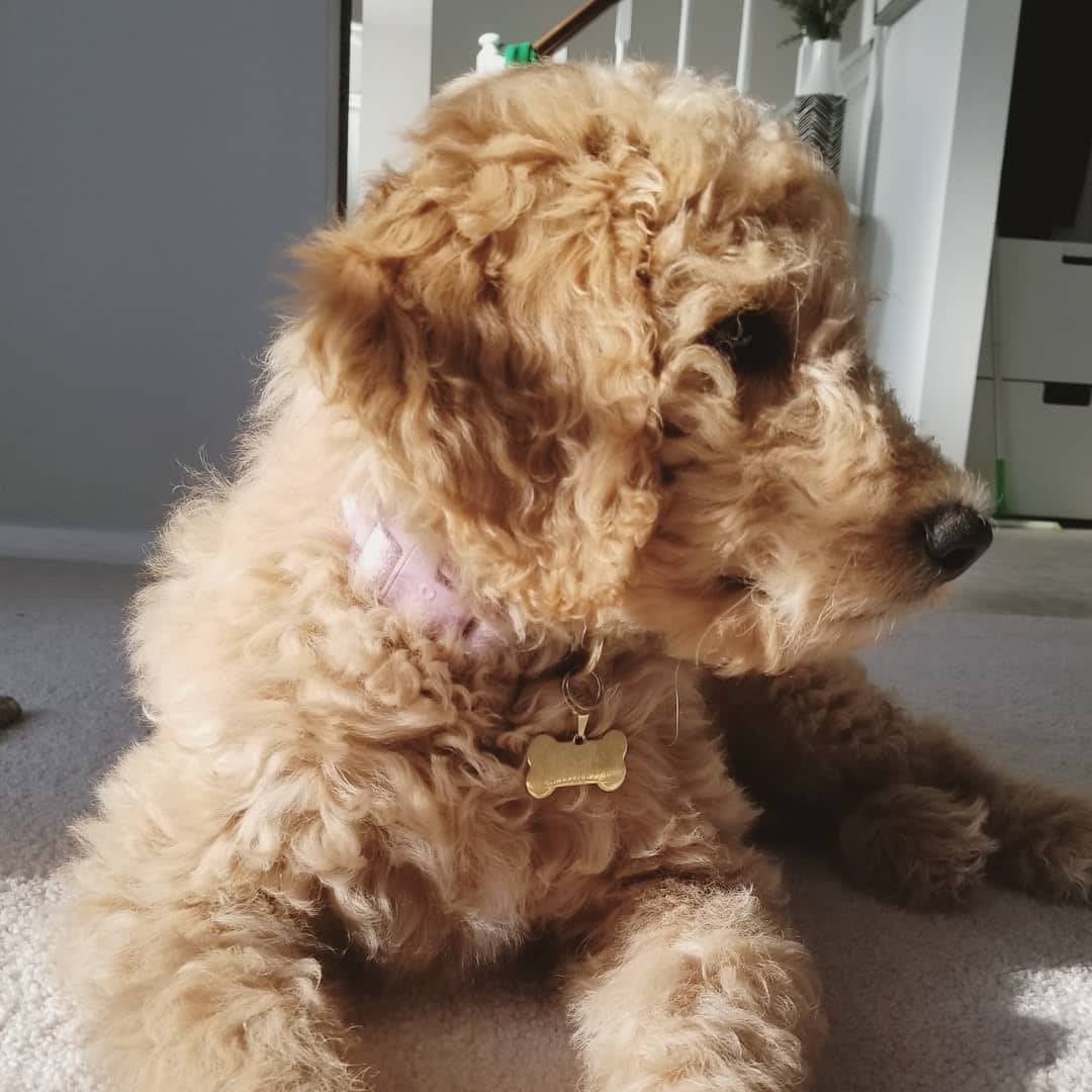Gold Bone Pet ID small