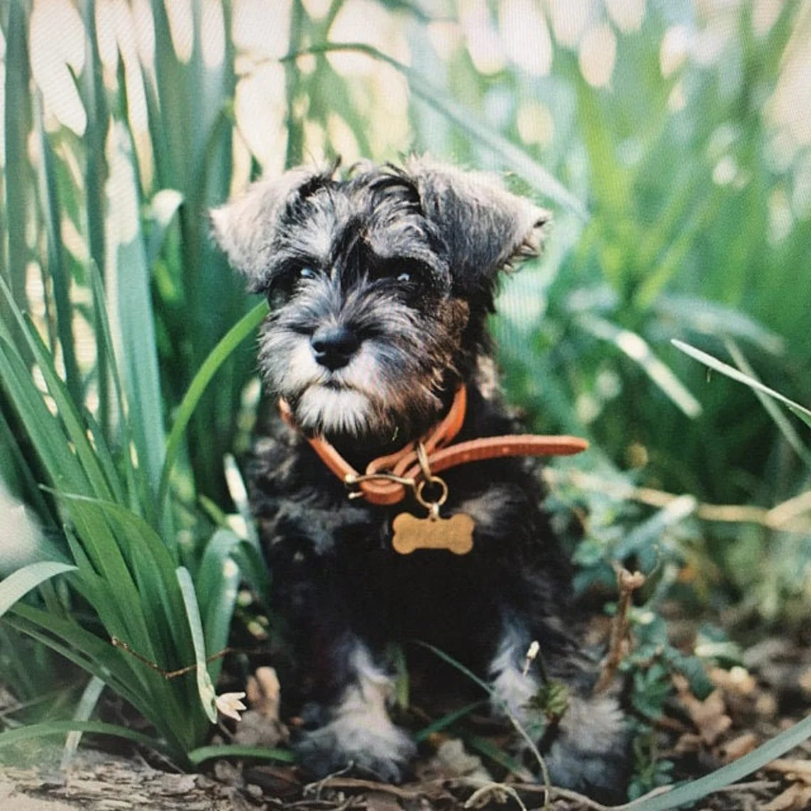 Gold Bone Pet ID small