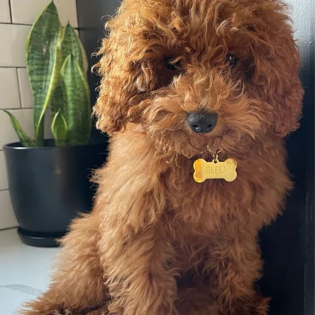 Gold Bone Pet ID small