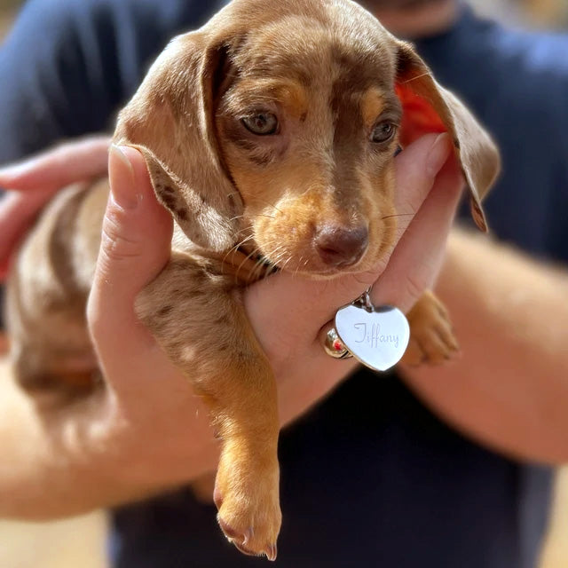 Custom Heart-Shaped Pet ID Tag Gold