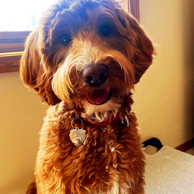 Custom Heart-Shaped Pet ID Tag Gold